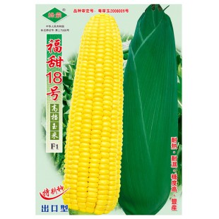 广州绿霸 福甜18号玉米种子  生长健壮 耐热 耐湿 糖度高 丰产 耐贮运 产量高 玉米种子 200克装
