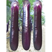 广州阳兴 1502紫红茄子 果色深紫光亮 高温不易变色 生势旺盛 卖相好 茄子种子 5克装