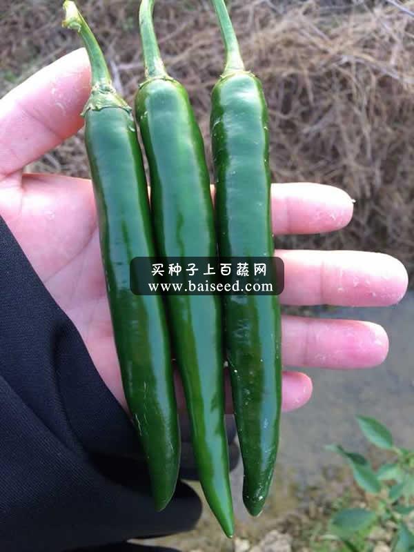 广州阳兴 东阳红星尖椒种子 抗病 高产 商品性好 尖椒种子 5克装