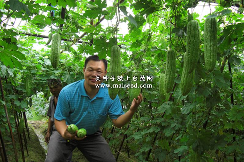 广东粤蔬 长绿苦瓜种子 广东省农科院选育 果肉厚 果色油绿亮泽 亩产达5000公斤 苦瓜种子 10克装